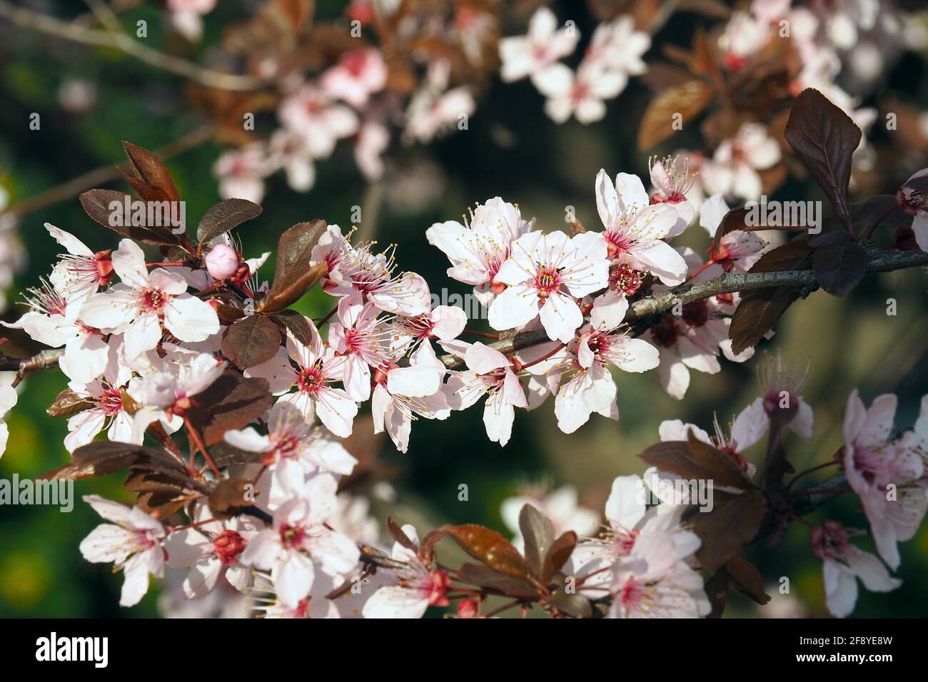 Prugne ciliegine, prugne mirobalane, Prunus cerasifera Nigra, Kirschpflaume, Myrobolan, cseresznyeszilva, mirabolán, Budapest, Ungheria, Magyarország, Europa Foto Stock