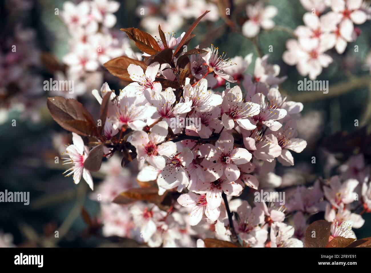 Prugne ciliegine, prugne mirobalane, Prunus cerasifera Nigra, Kirschpflaume, Myrobolan, cseresznyeszilva, mirabolán, Budapest, Ungheria, Magyarország, Europa Foto Stock