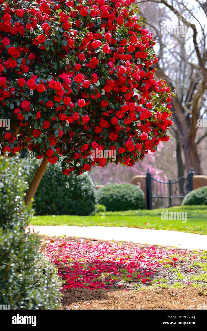Affascinante Camellia Foto Stock