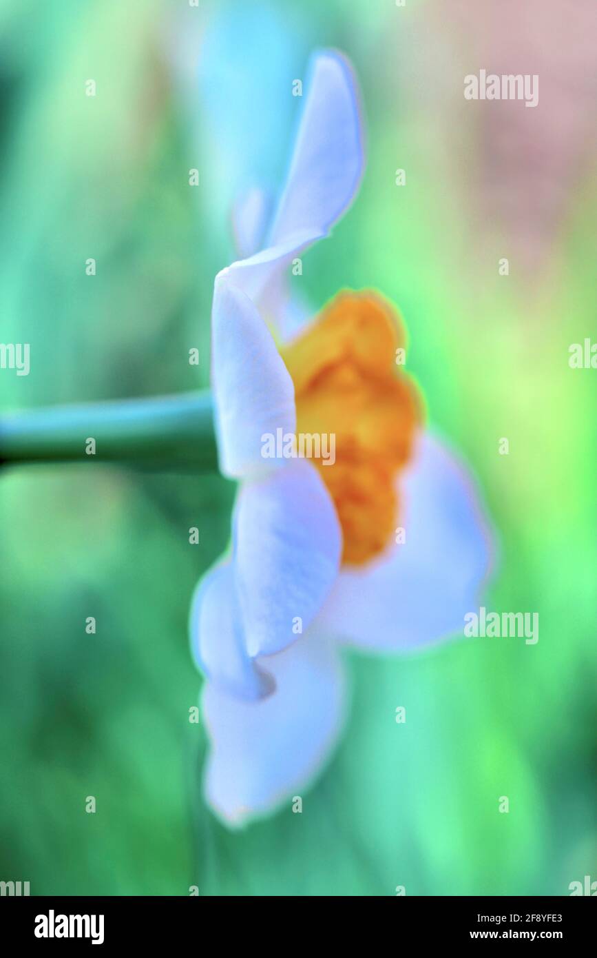 Vista laterale impressionistica di un daffodil. Foto Stock