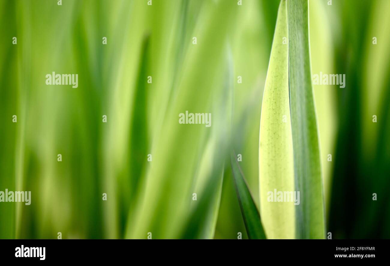 Macro fotografia di foglie di tulipano verdi stratificate. Foto Stock
