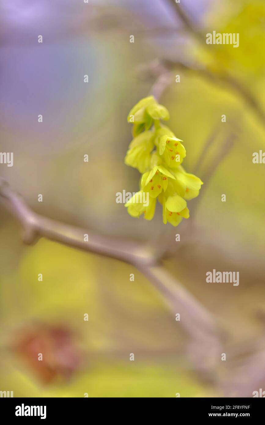 Fiori di primavera gialli molto piccoli Foto Stock