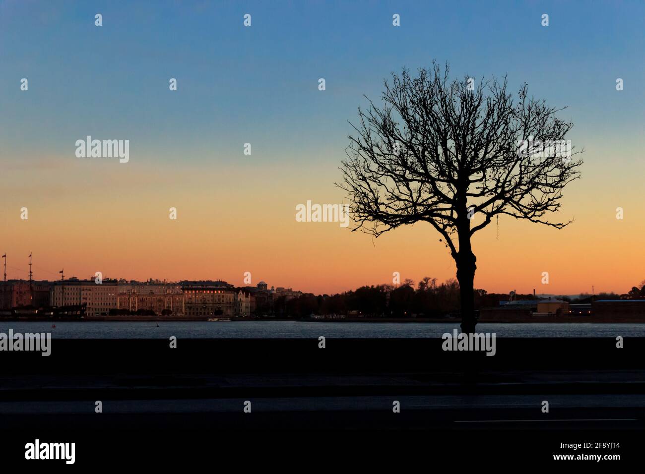 Un bellissimo cielo prima del sorgere del sole con grande silhouette di un singolo albero a foglie decidue a San Pietroburgo dal fiume. Foto Stock