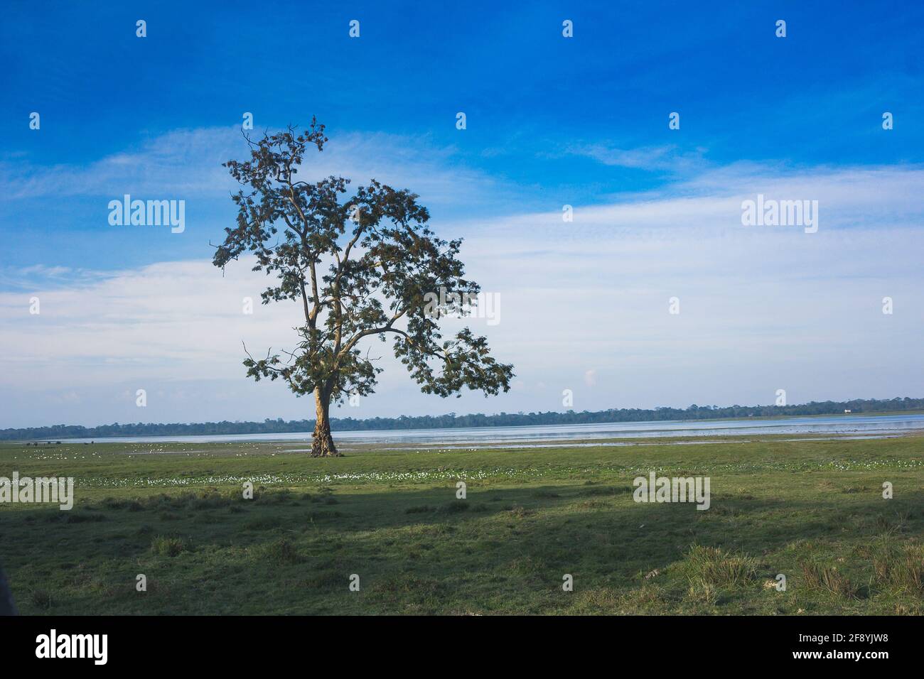 Albero a Parco Nazionale di Kaziranga, Assam, India Foto Stock