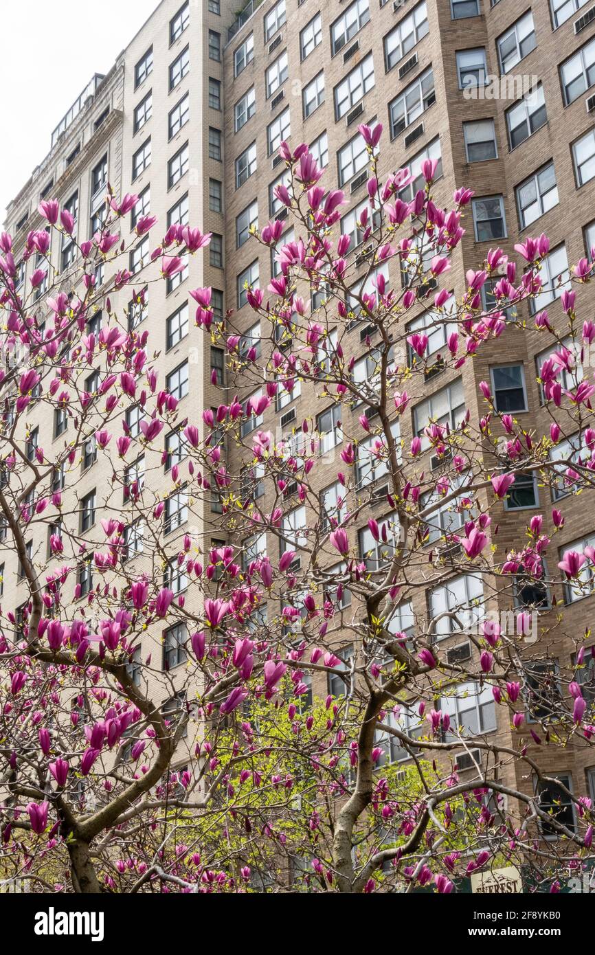 Street Scene, Park Avenue, appartamenti residenziali, New York, Stati Uniti Foto Stock