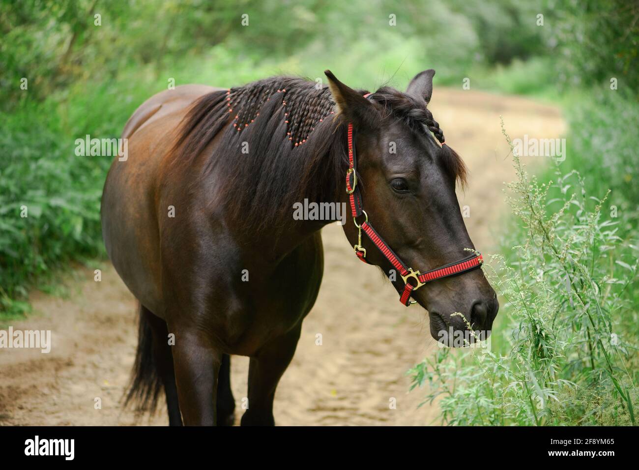 Il cavallo libero è in piedi su una strada rurale, primo piano ritratto. Mare annuendo le piante verdi all'aperto. Foto Stock