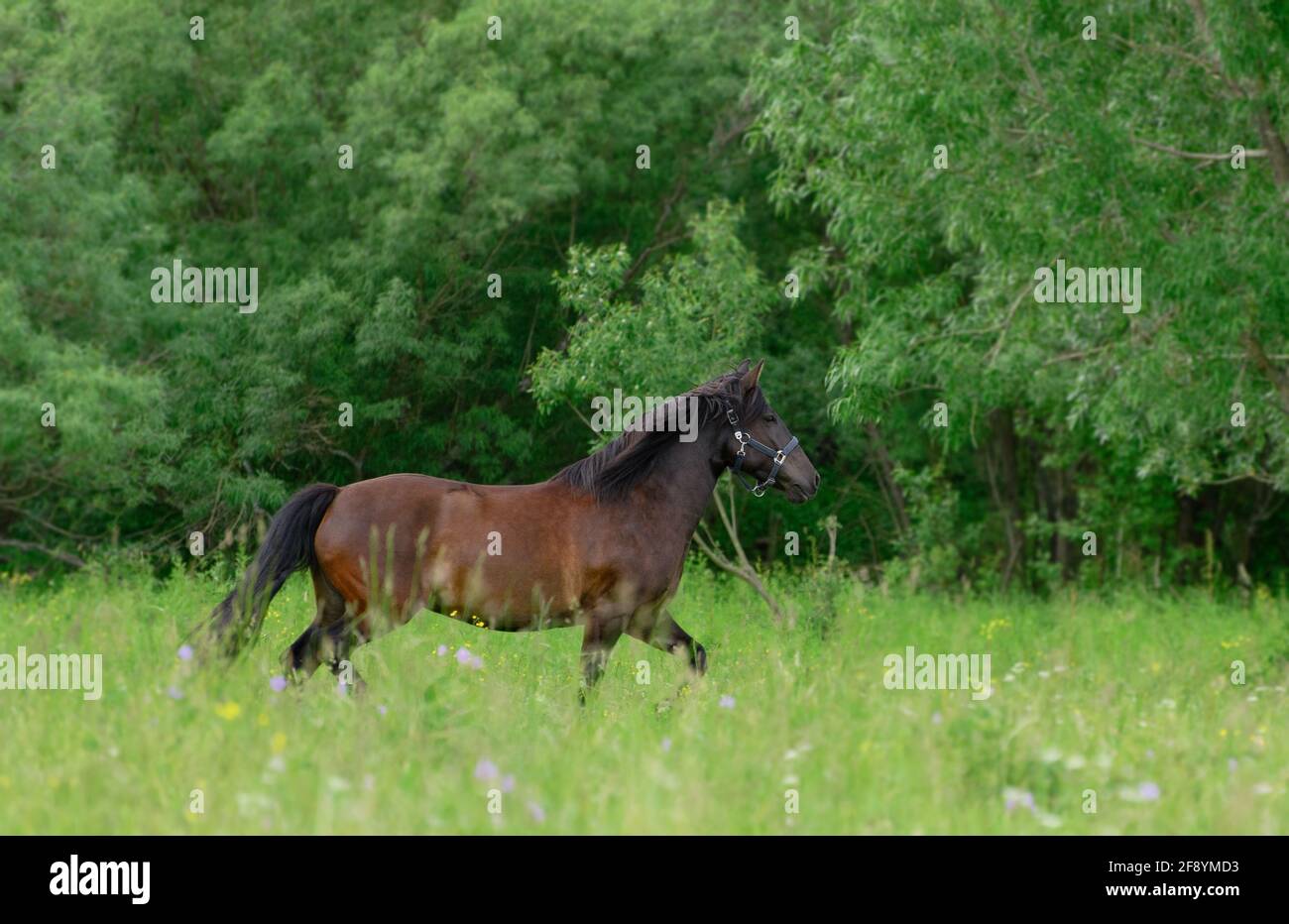Il cavallo della baia con la sua halter blu sta trotting al bordo di una foresta. Foto Stock