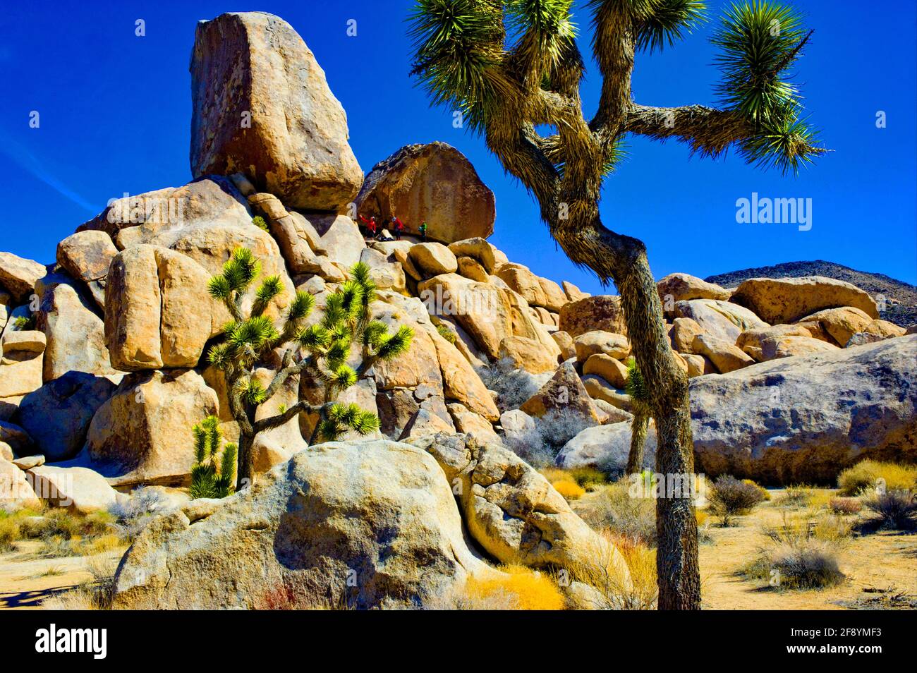 Scalatori a Headstone Rock nel Joshua Tree state Park, California, USA Foto Stock