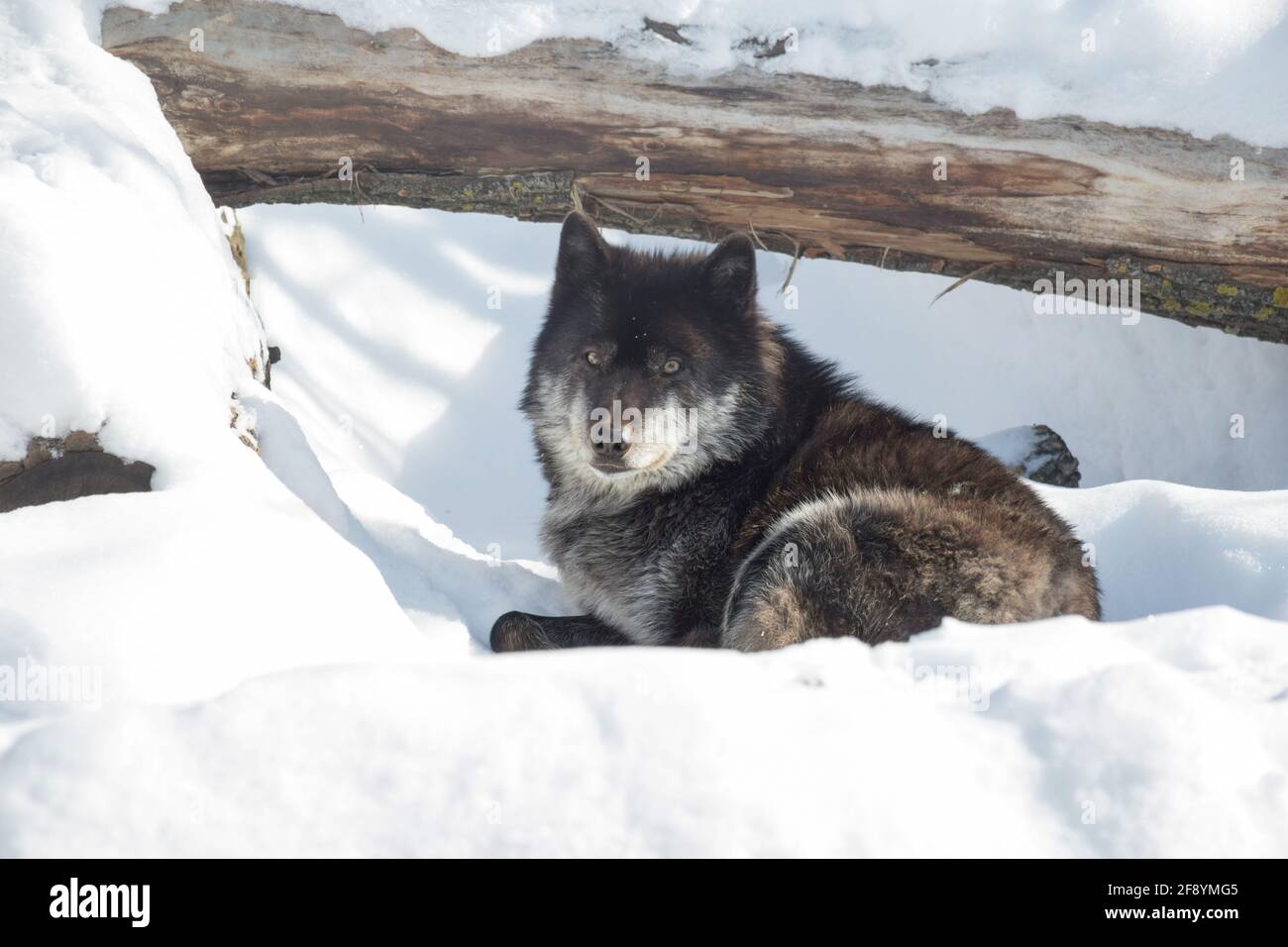 Nero lupo canadese sta guardando la telecamera. Canis lupus pambasileus. Gli animali della fauna selvatica. Foto Stock