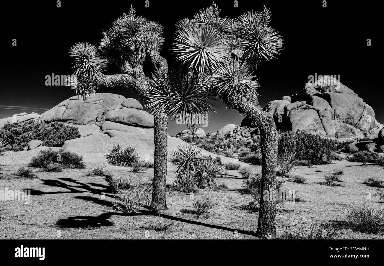 Fotografia in bianco e nero di joshua Trees California, USA Foto Stock