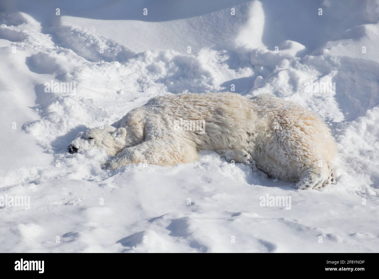 Polar Bear Cub è sdraiato sul bianco della neve. Ursus maritimus o Thalarctos Maritimus. Gli animali della fauna selvatica. Foto Stock