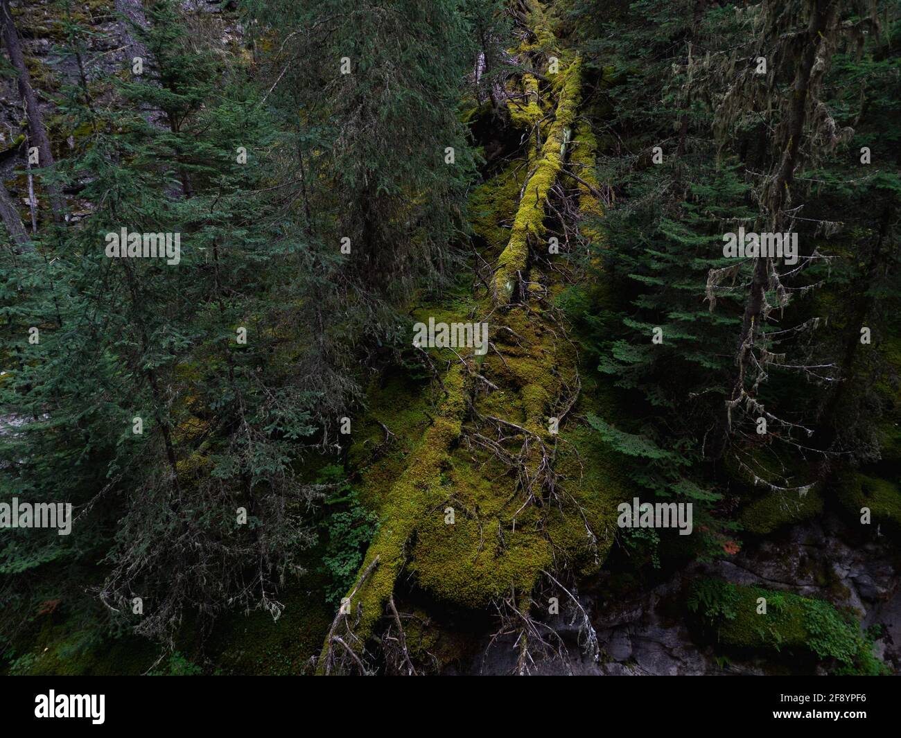 albero caduto nella foresta con un leggero cambiamento di colore Foto Stock