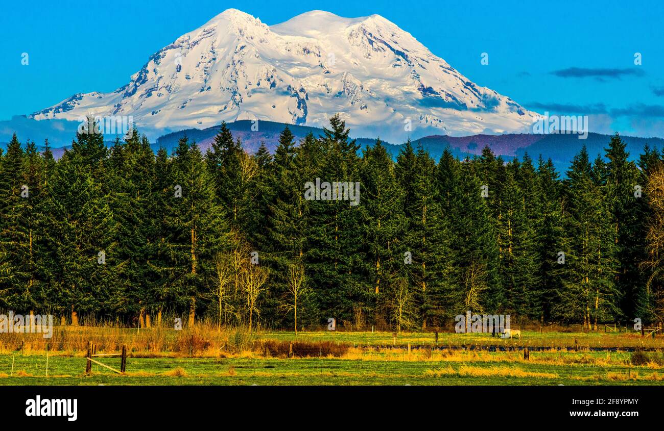 Maestoso Monte Rainier innevato, Washington, Stati Uniti Foto Stock