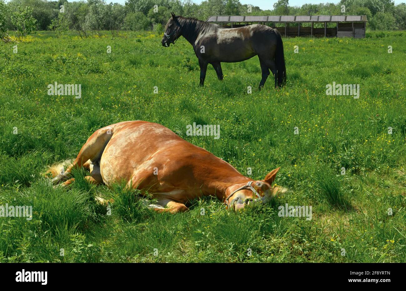 Il cavallo è sdraiato nell'erba. Foto Stock