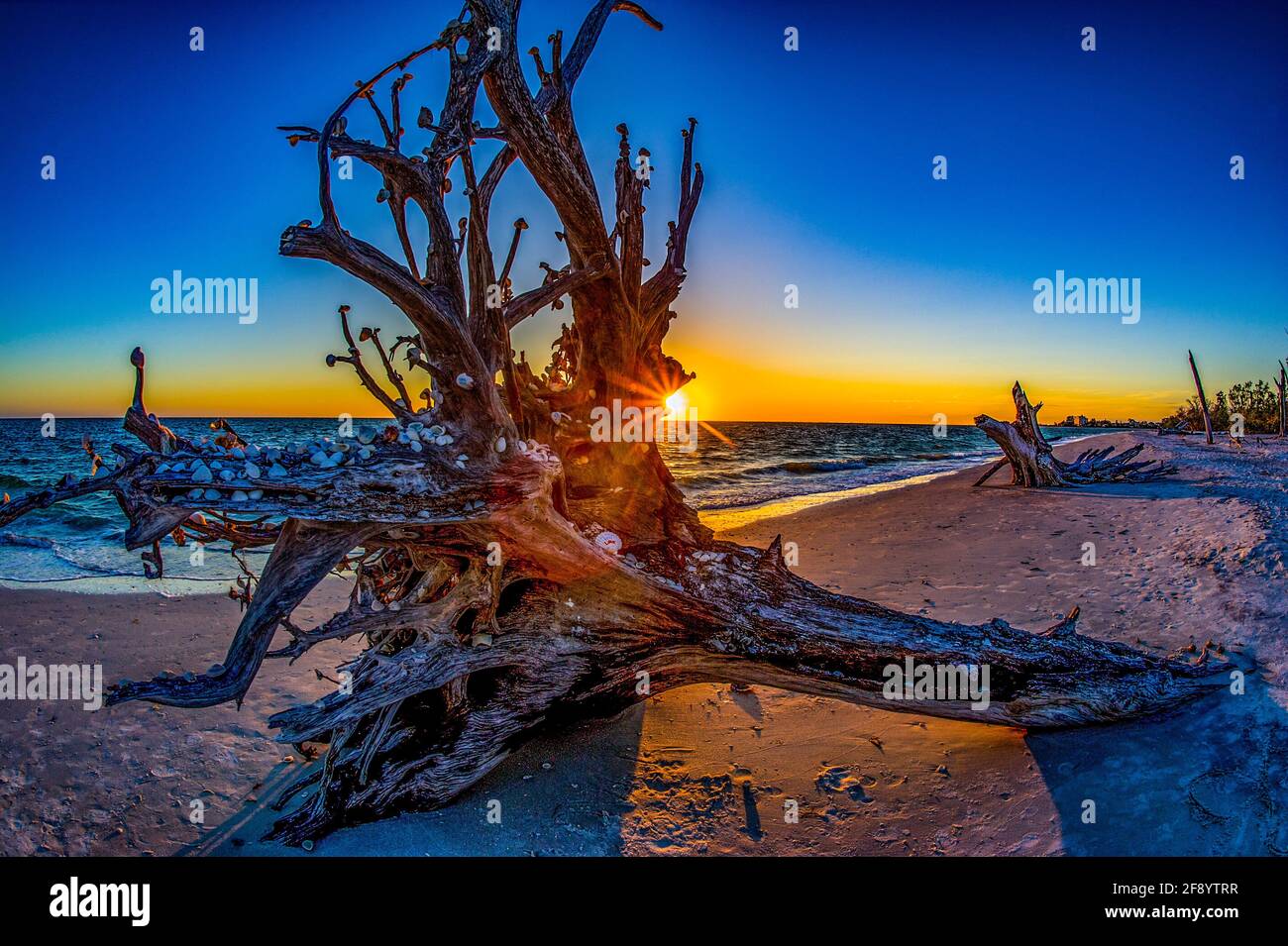 Conchiglie sull'albero sulla spiaggia al tramonto, Lovers Key Beach, Fort Myers, Florida, USA Foto Stock