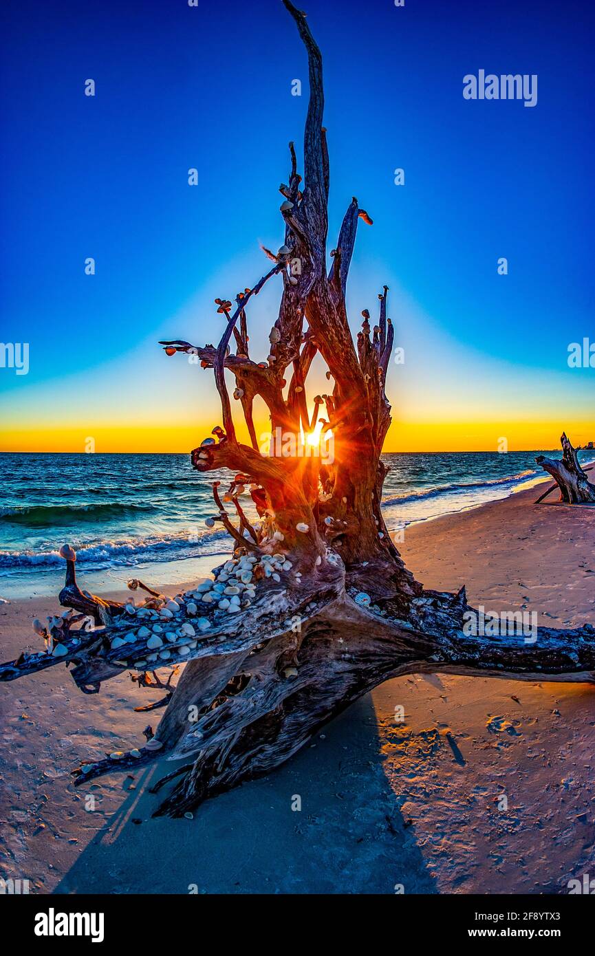 Conchiglie sull'albero sulla spiaggia al tramonto, Lovers Key Beach, Fort Myers, Florida, USA Foto Stock