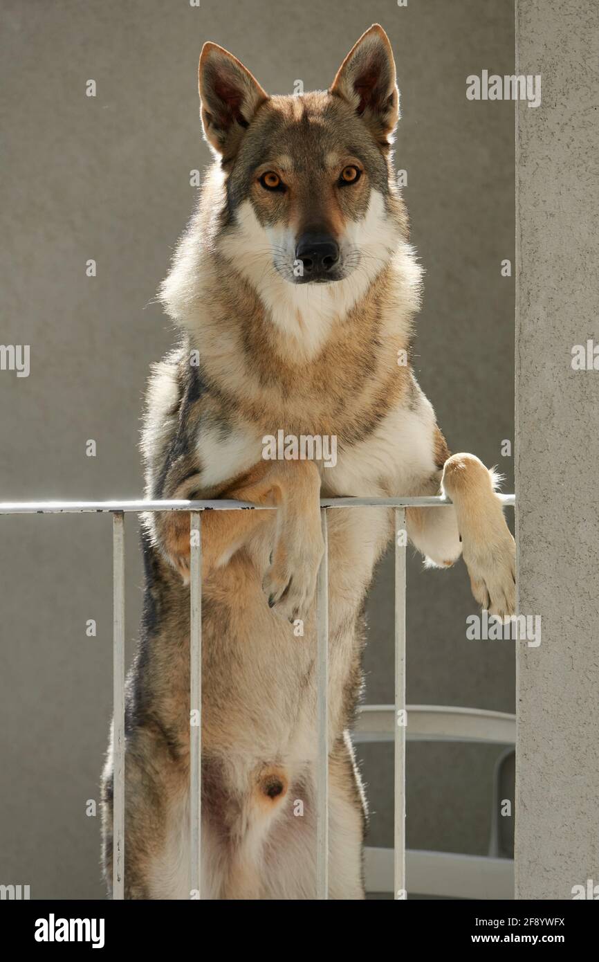 Cecoslovacco wolfdog in piedi su due gambe sul balcone di la casa Foto Stock
