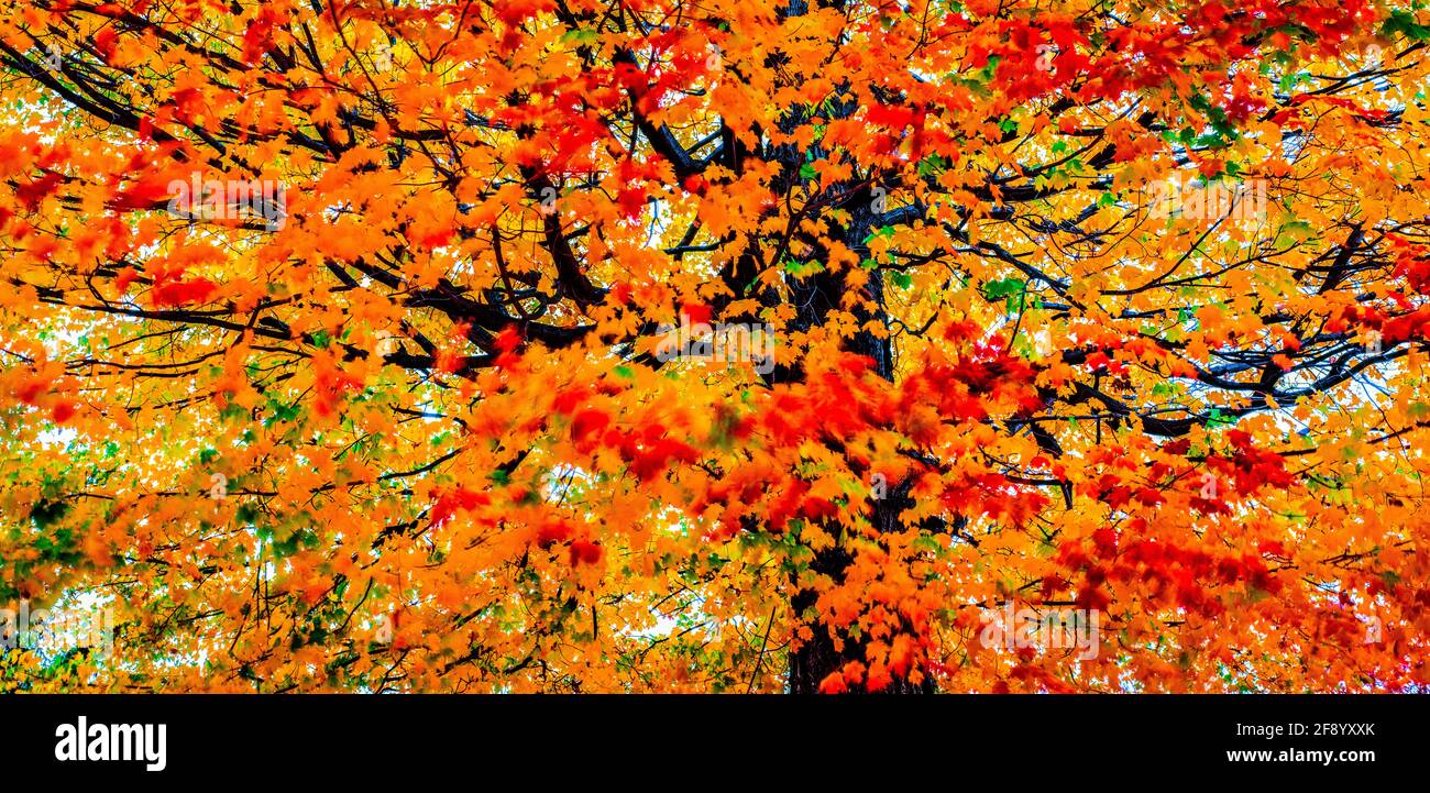 Albero con colore foglia autunno Foto Stock