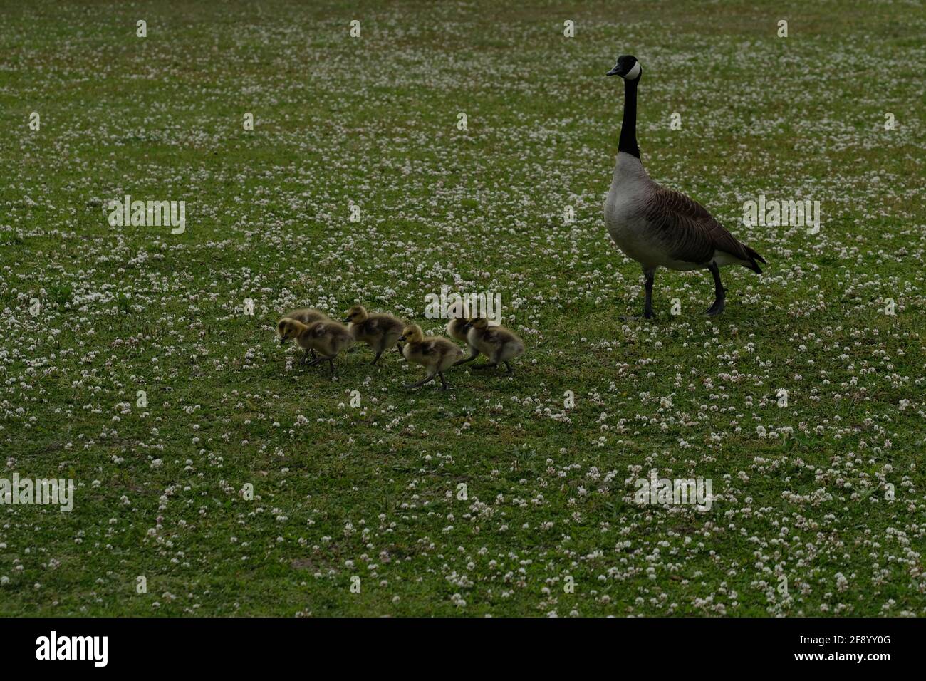 Due oche canadesi con 5 pulcini che vengono addestrati nel nuoto e come comportarsi nel loro nuovo parco. Foto Stock