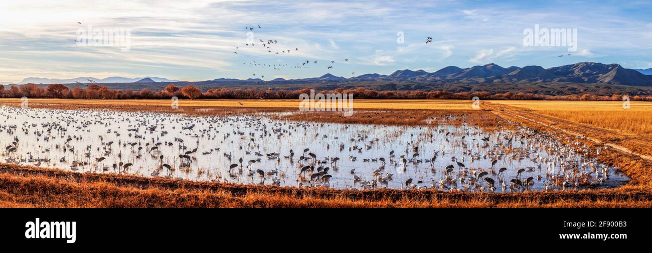 Gru e oche, Rio Grande River, Bosque del Apache National Wildlife Refuge, New Mexico, USA Foto Stock