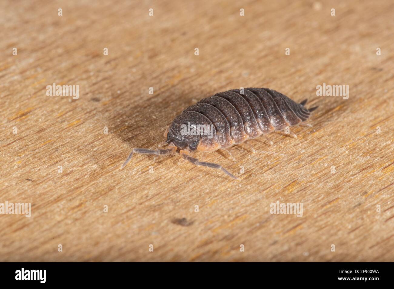 Una Woodhouse comune o semplicemente Rough Woodhouse (Porcellio scaber) in piedi su un pezzo di legno. Foto Stock