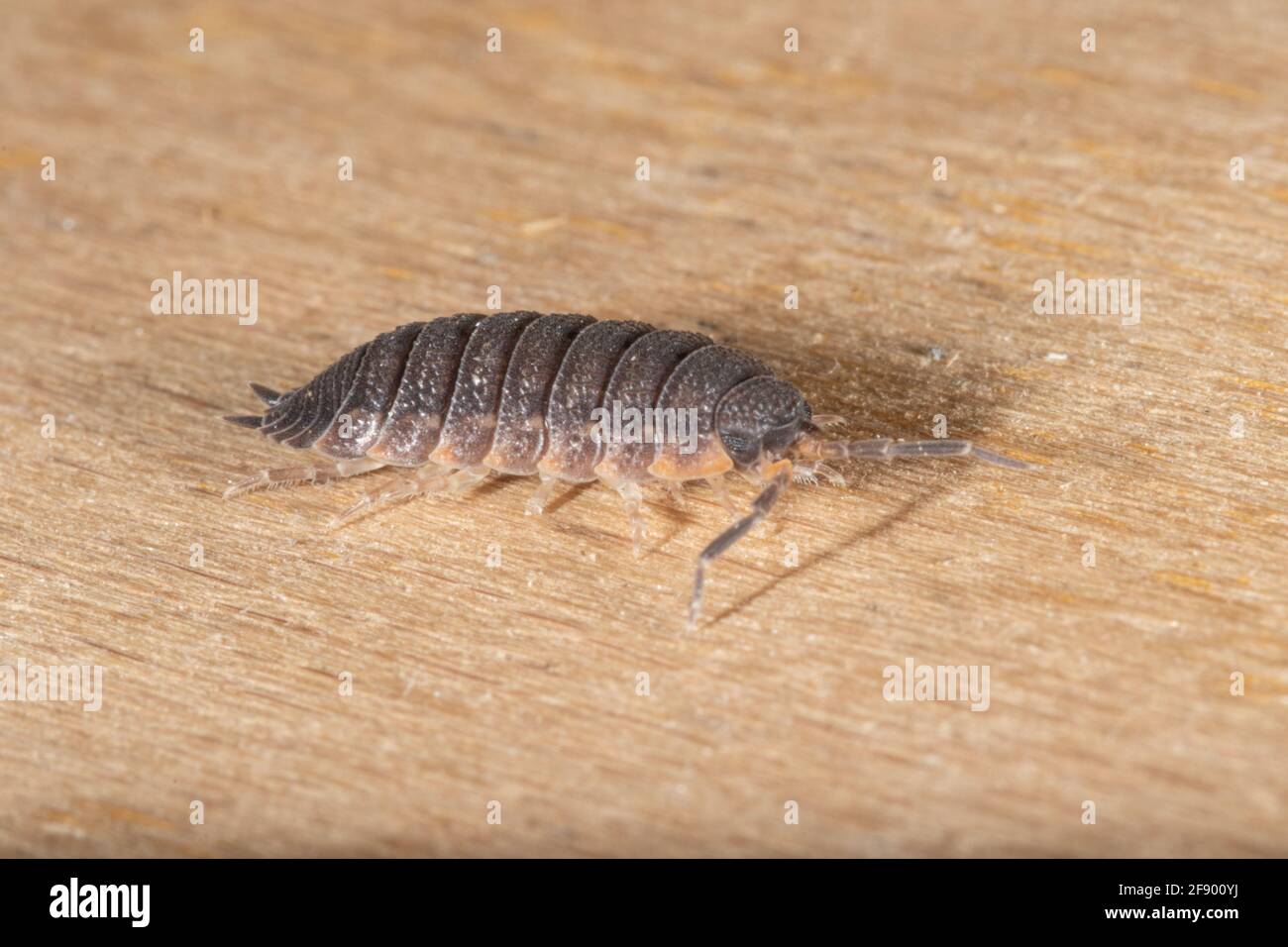 Una Woodhouse comune o semplicemente Rough Woodhouse (Porcellio scaber) in piedi su un pezzo di legno. Foto Stock