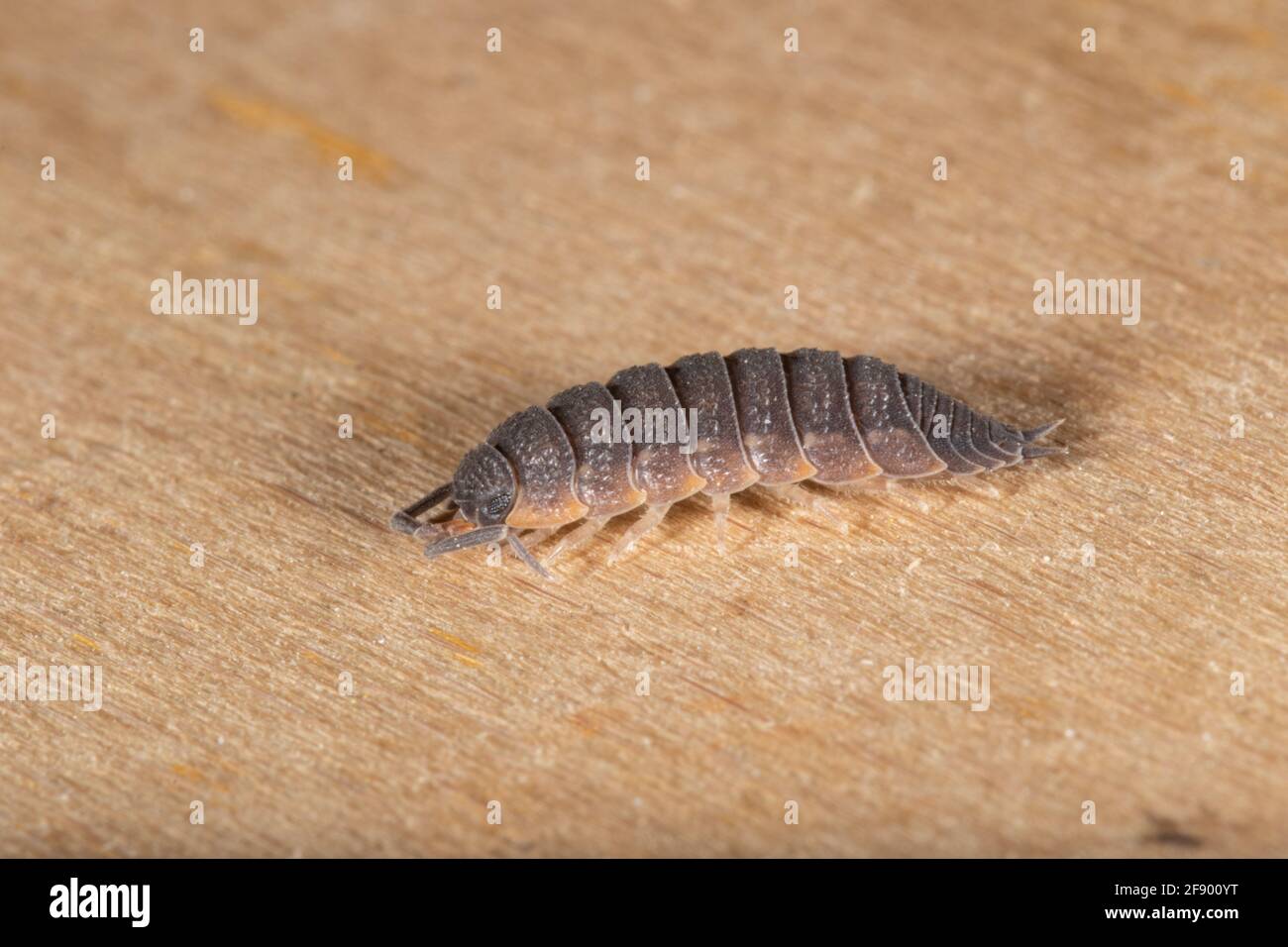 Una Woodhouse comune o semplicemente Rough Woodhouse (Porcellio scaber) in piedi su un pezzo di legno. Foto Stock