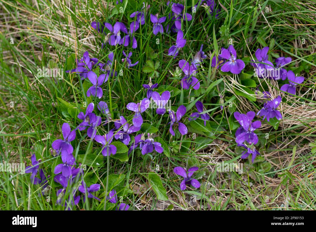 Comune cane Violet (Viola riviniana) che cresce lungo una siepa su una collina di gesso nel Bedfordshire UK. Foto Stock
