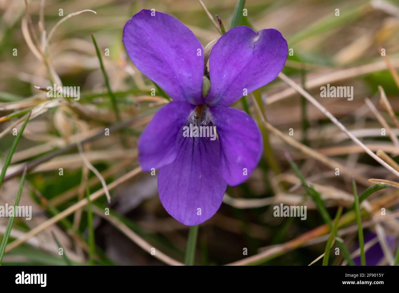 Comune cane Violet (Viola riviniana) che cresce lungo una siepa su una collina di gesso nel Bedfordshire UK. Foto Stock
