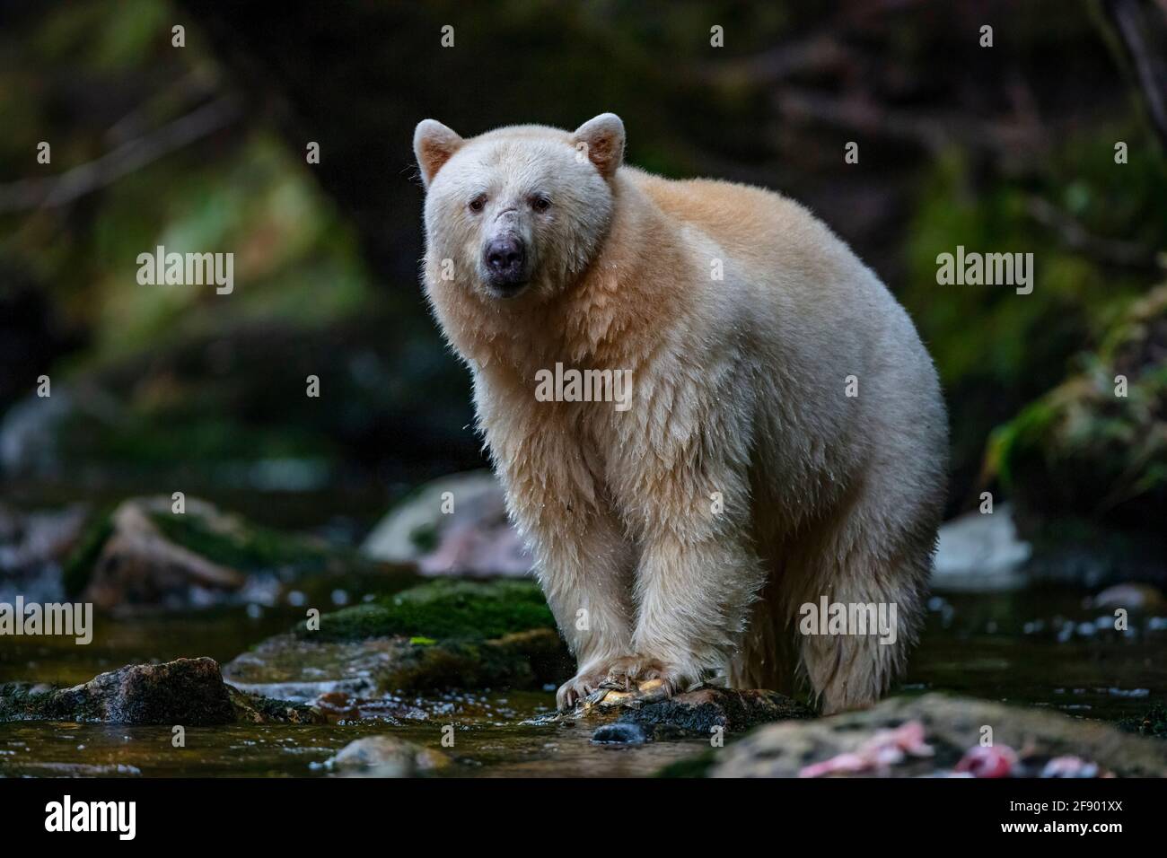 Kermode o orso di spirito nella foresta pluviale britannica della Columbia dentro Canada Foto Stock