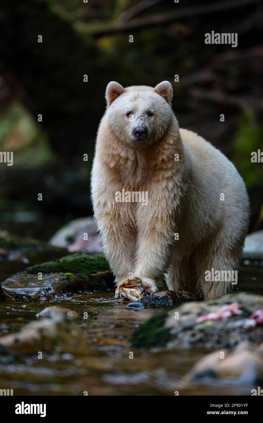 Kermode o orso di spirito nella foresta pluviale britannica della Columbia dentro Canada Foto Stock