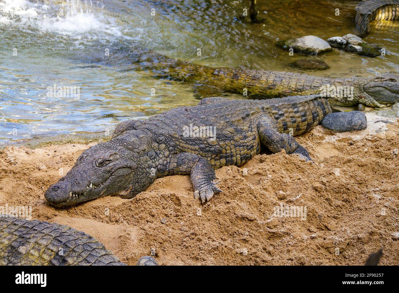 Piscina di coccodrilli del Nilo nel Bioparco Fuengirola, Zoo di Fuengirola, Spagna. Coccodrilli che si posano sulla spiaggia nel loro recinto Foto Stock