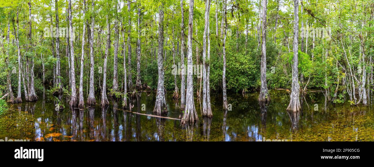 Cypress Trees sulla zona umida, Sweetwater Slough, Big Cypress National Preserve, Florida, Stati Uniti Foto Stock