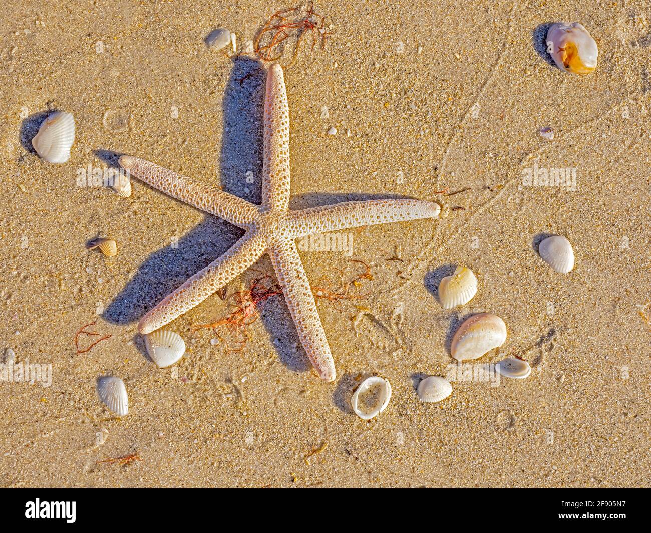 Primo piano di stelle marine sulla spiaggia Foto Stock