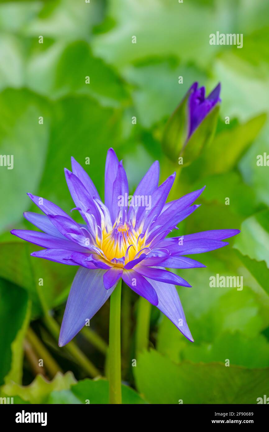 Primo piano di giglio d'acqua e foglie verdi Foto Stock