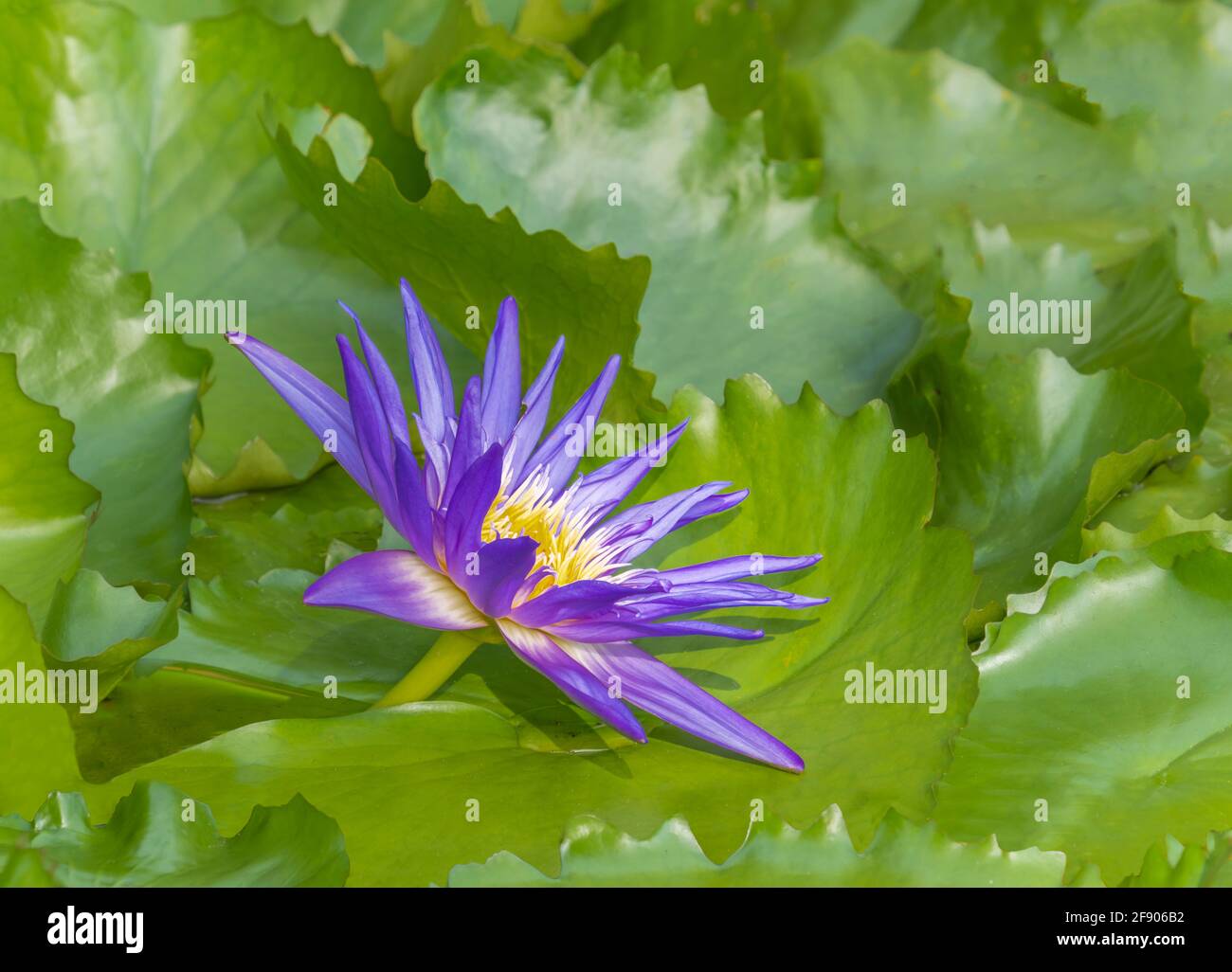 Primo piano di giglio d'acqua e foglie verdi Foto Stock