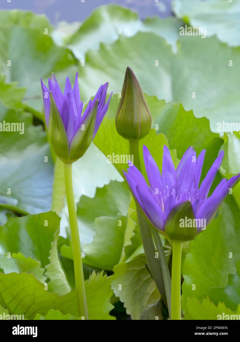 Primo piano di giglio d'acqua e foglie verdi Foto Stock