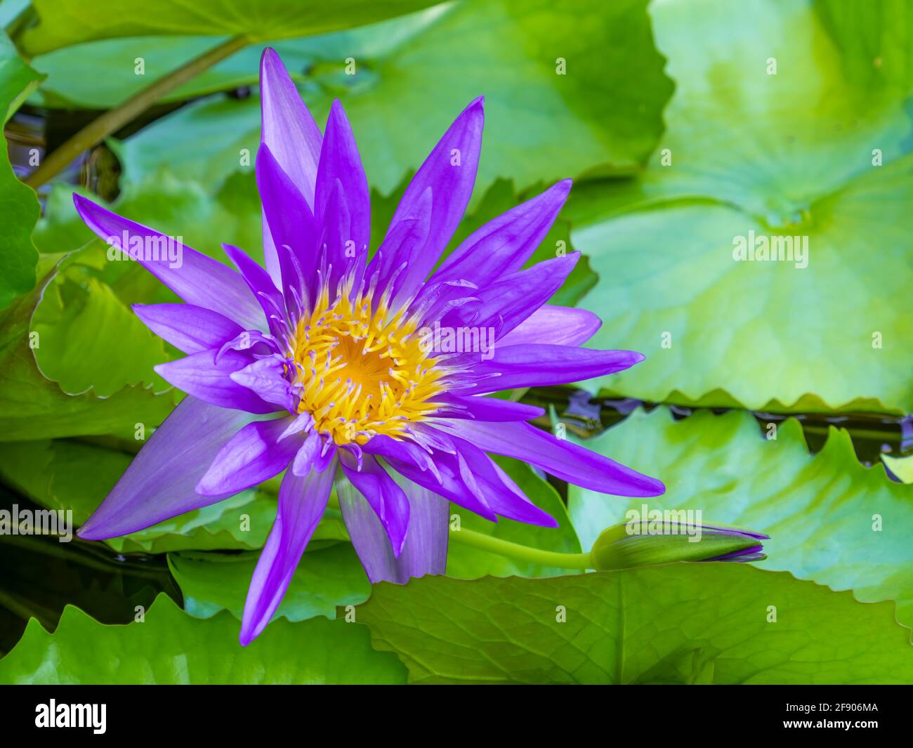 Primo piano di giglio d'acqua e foglie verdi Foto Stock