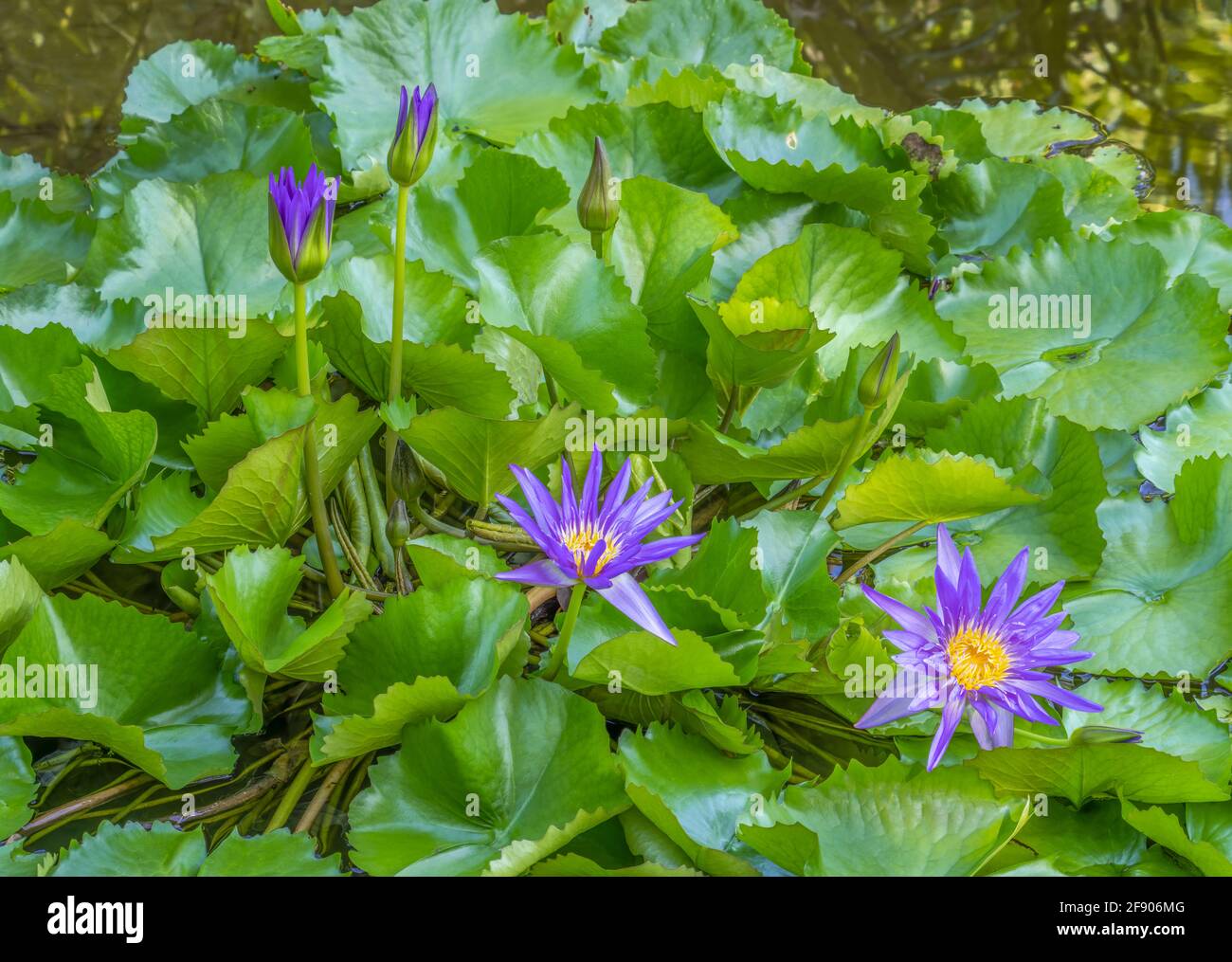 Primo piano di giglio d'acqua e foglie verdi Foto Stock