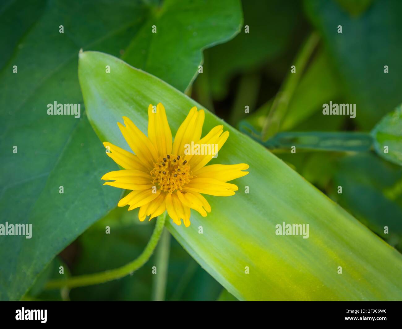 Primo piano di fiori selvatici gialli Foto Stock