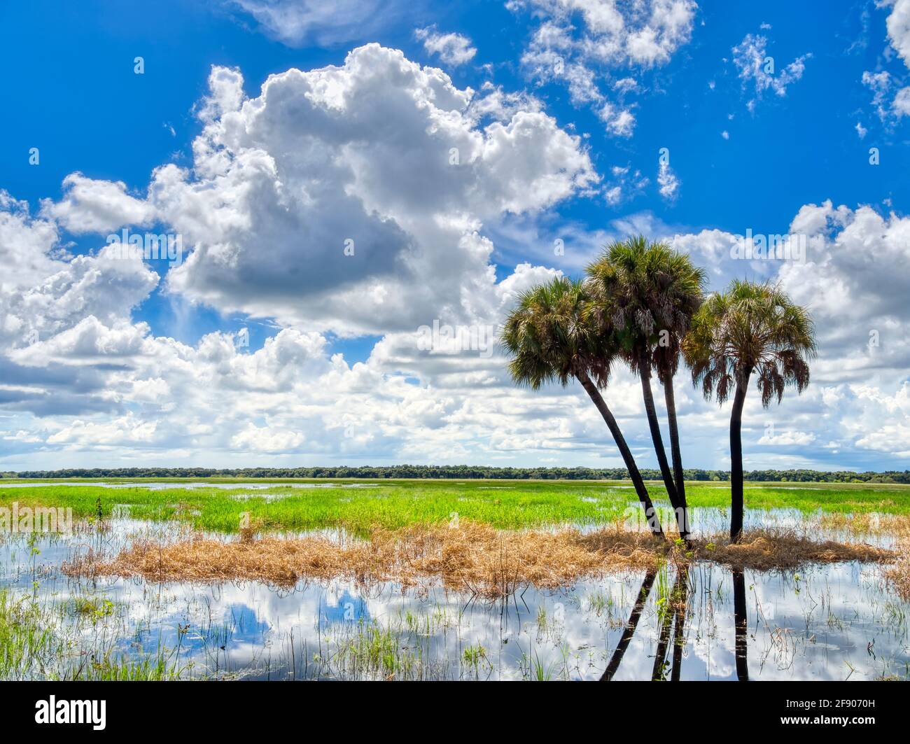 Alberi contro il cielo nuvoloso, Myakka River state Park, Sarasota, Florida, Stati Uniti Foto Stock