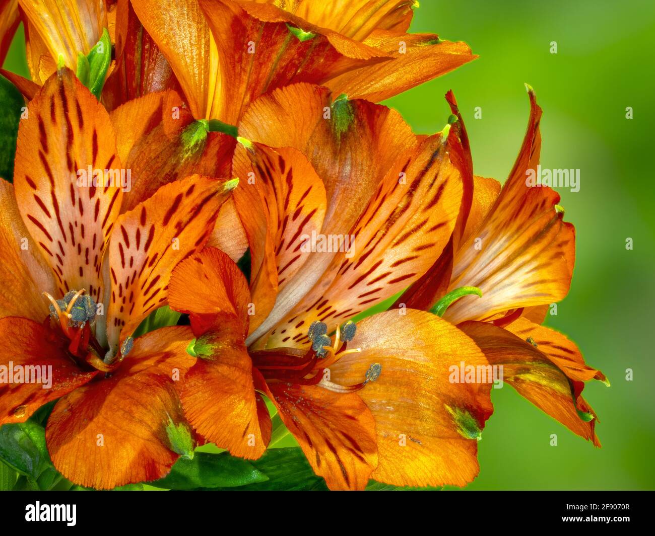 Primo piano di Alstroemerias (Giglio peruviano, Giglio degli Inca) Foto Stock