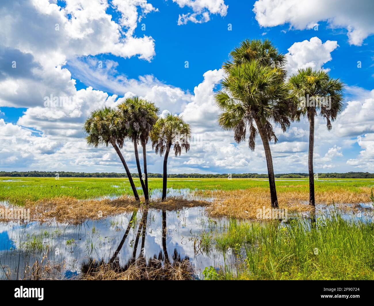 Alberi contro il cielo nuvoloso, Myakka River state Park, Sarasota, Florida, Stati Uniti Foto Stock