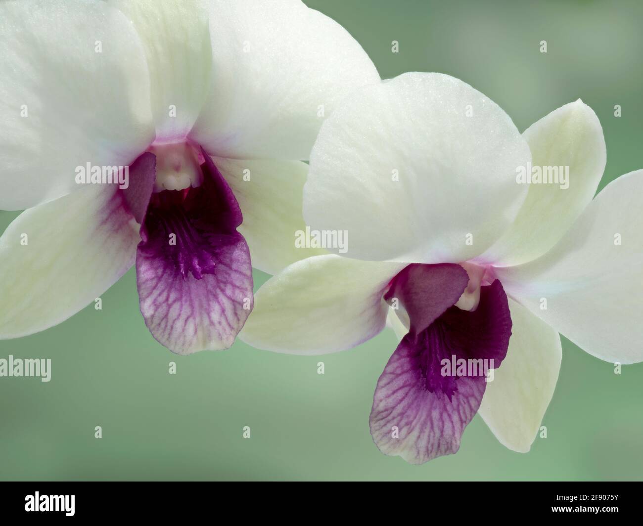 Close up di fiori di orchidea bianchi Foto Stock