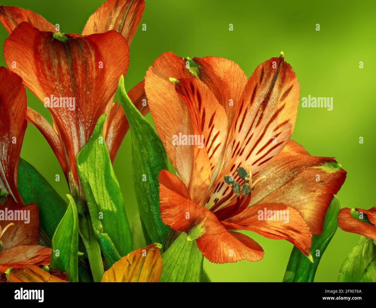 Primo piano di Alstroemerias (Giglio peruviano, Giglio degli Inca) Foto Stock