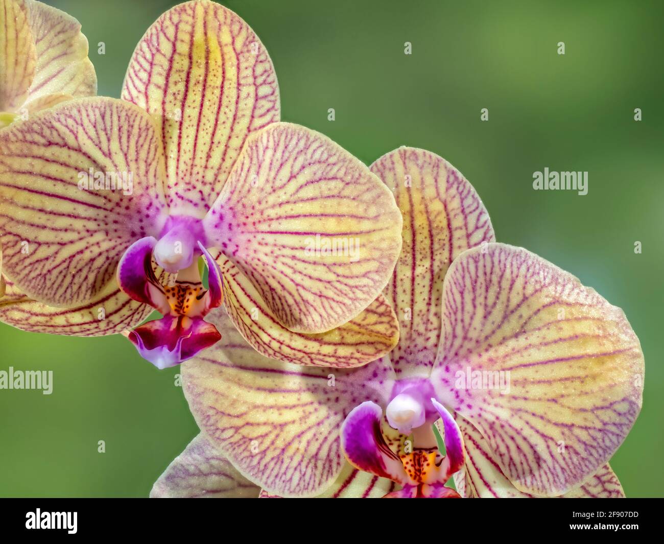 Close up di fiori di orchidea Foto Stock