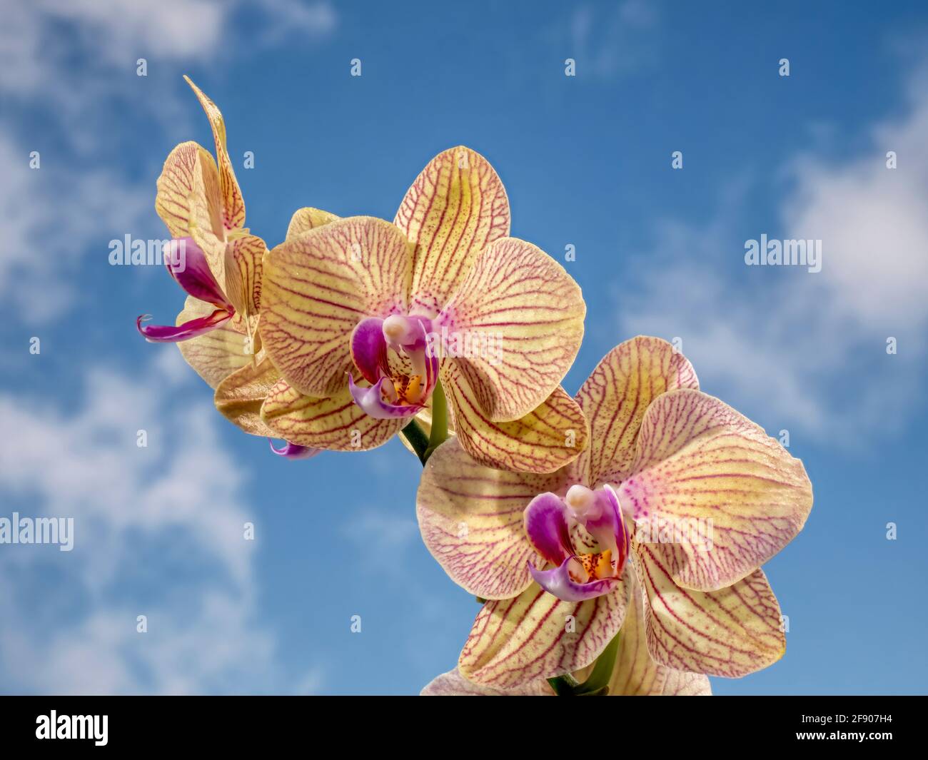 Close up di fiori di orchidea Foto Stock