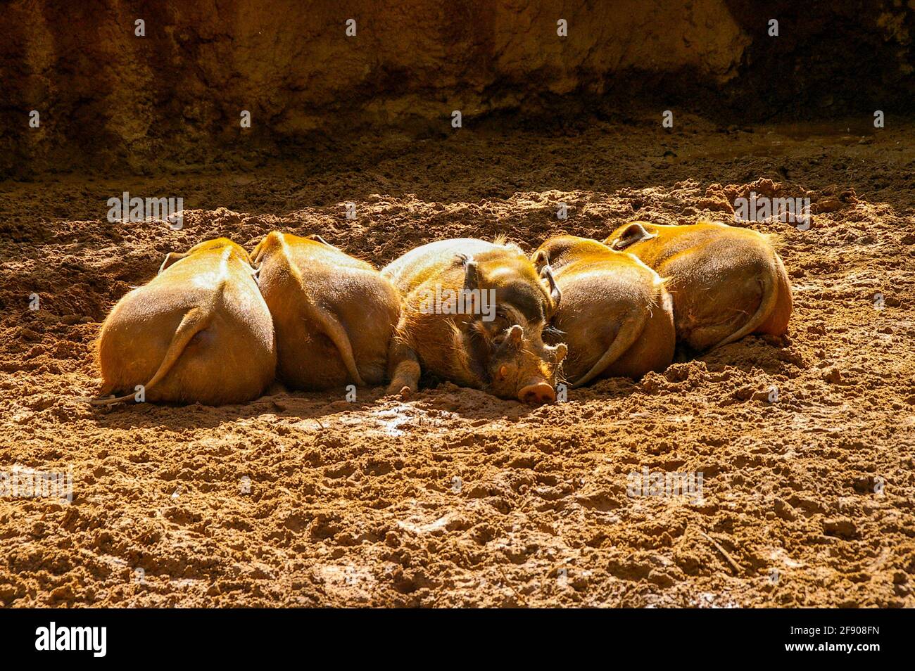 Una fila di cani dormenti del fiume Rosso a Bioparc Fuengirola, Fuengirola Zoo, Costa del Sol, Spagna. Uno di fronte a un modo diverso. Dispari uno fuori, non conformista Foto Stock