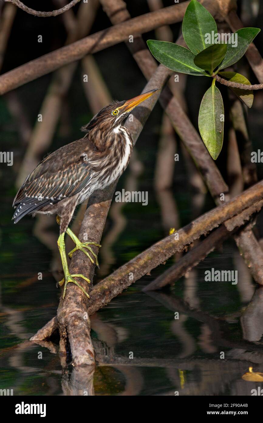 Erone striato (Butorides striata) conosciuto anche come l'Erone di mangrovie, in mangrovie a Elizabeth Bay sull'isola di Isabela nelle isole Galapagos, Foto Stock