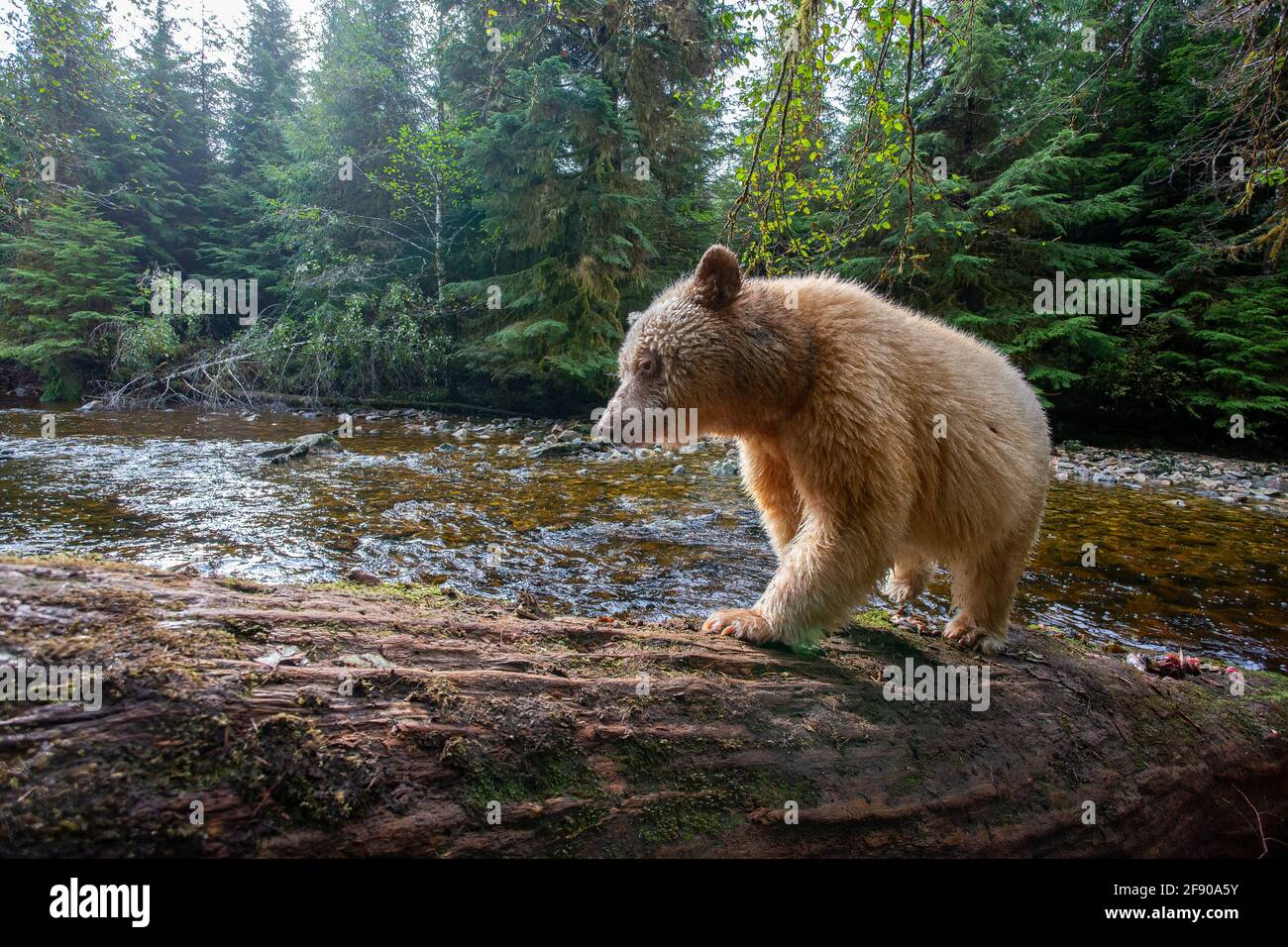 Orso di spirito o di Kermode nella foresta pluviale della Columbia Britannica, Canada Foto Stock